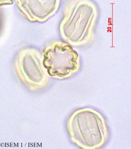 ISEM 1/Clidemia_hirta_47082/Clidemia_hirta_47082_0001(copy)_thumb.jpg